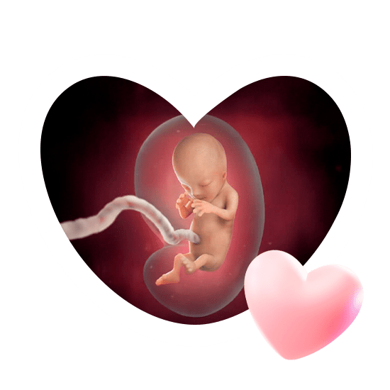 3 месяц беременности