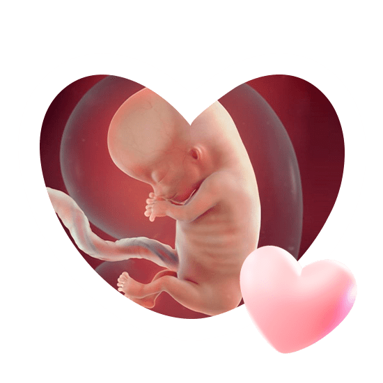 11 неделя беременности