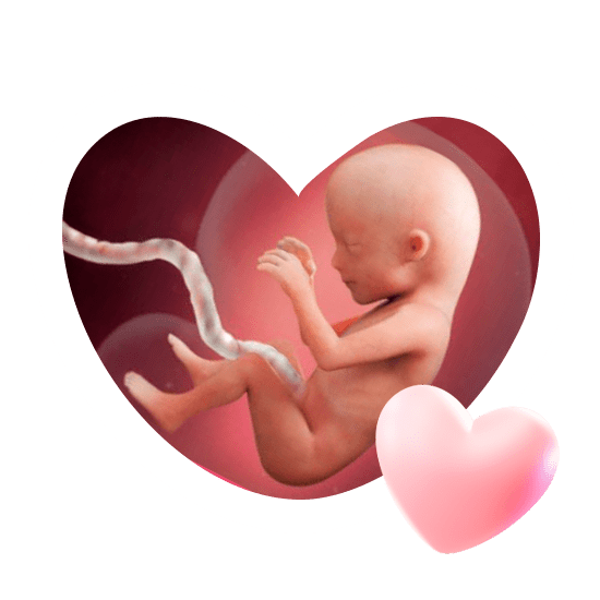 15 неделя беременности