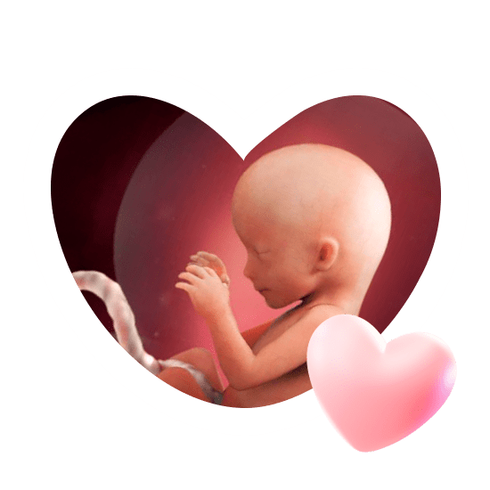 16 неделя беременности