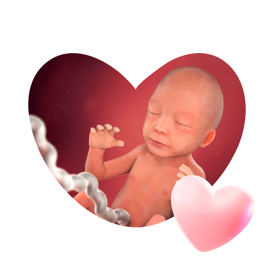 22 неделя беременности