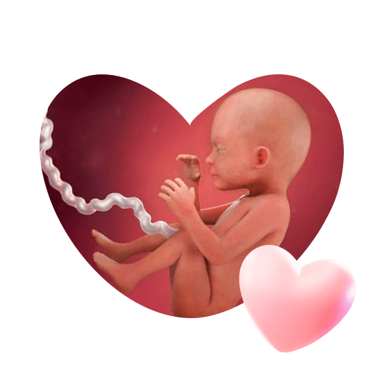 23 неделя беременности