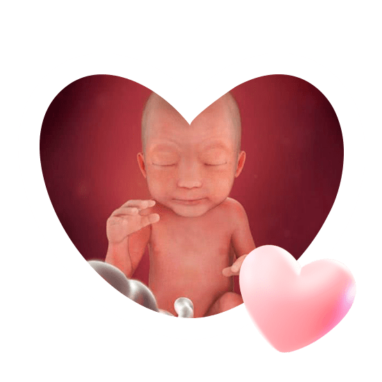 24 неделя беременности