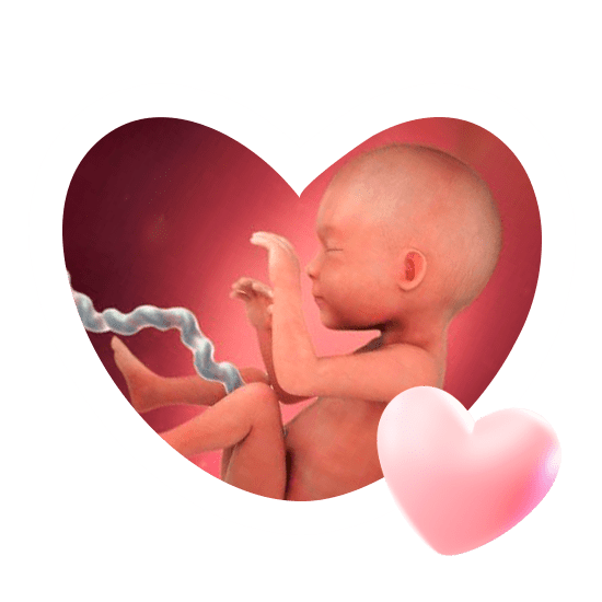 25 неделя беременности