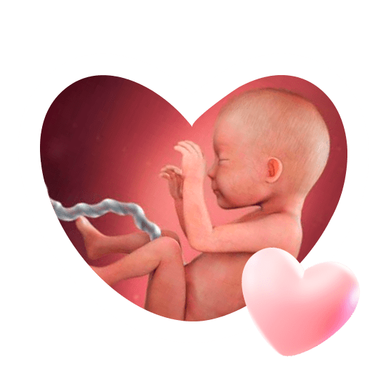 26 неделя беременности