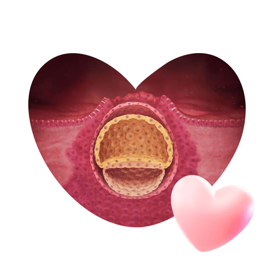 3 неделя беременности