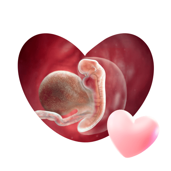 5 неделя беременности