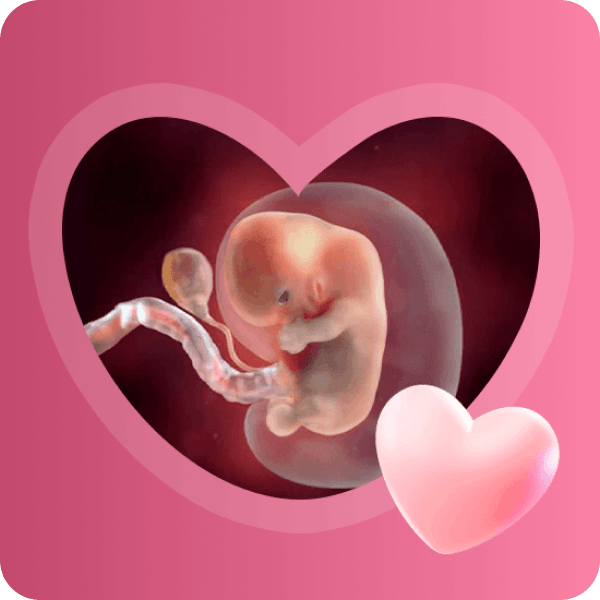 👶 2 месяц беременности в Краснодаре | Формирование органов и конечностей плода