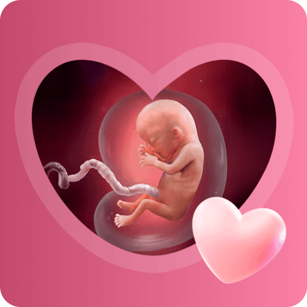 👶 4 месяц беременности в Краснодаре | Критический этап развития плода