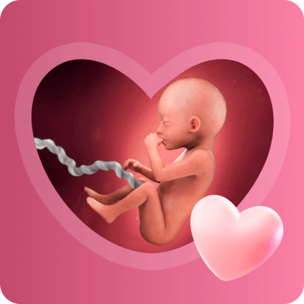 👶 5 месяц беременности в Краснодаре | Формирование органов и развитие рефлексов