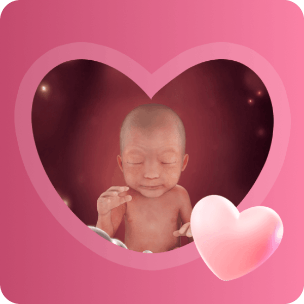 👶 6 месяц беременности в Краснодаре | Развитие плода, формирование почек и подкожной ткани