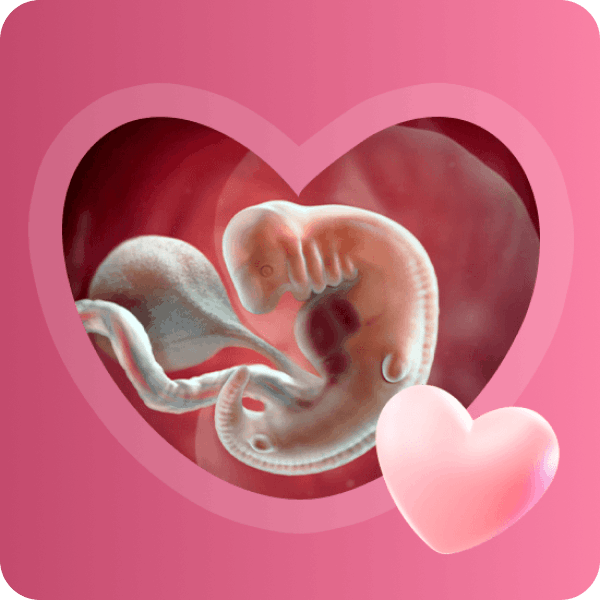 👶 6 неделя беременности в Краснодаре | Развитие мозга и первые шевеления плода