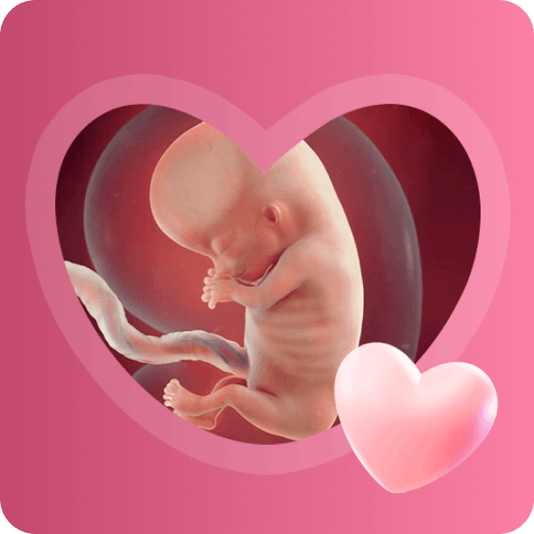 👶 11 неделя беременности в Краснодаре | Размер плода и развитие систем