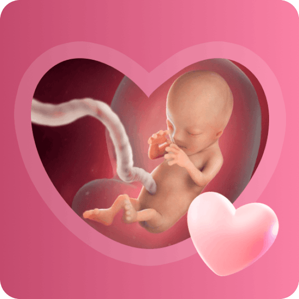 👶 12 неделя беременности в Краснодаре | Завершение формирования органов