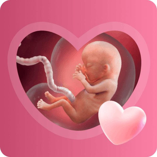 👶 13 неделя беременности в Краснодаре | Размер плода и завершение формирования систем