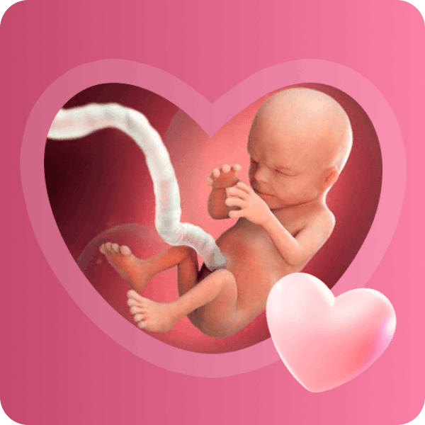 👶 14 неделя беременности в Краснодаре | Размер плода и развитие мимики