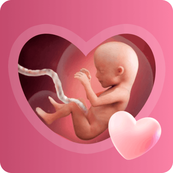 👶 15 неделя беременности в Краснодаре | Размер плода и развитие скелета