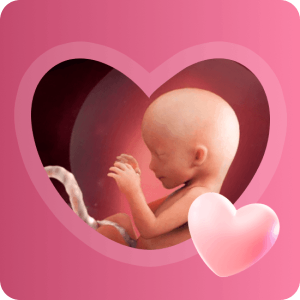 👶 16 неделя беременности в Краснодаре | Размер плода и определение пола на УЗИ