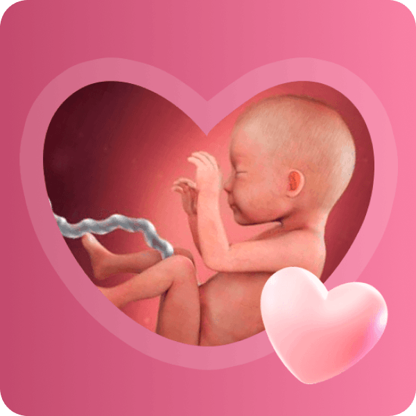 👶 26 неделя беременности в Краснодаре | Размер плода и реакция на прикосновения
