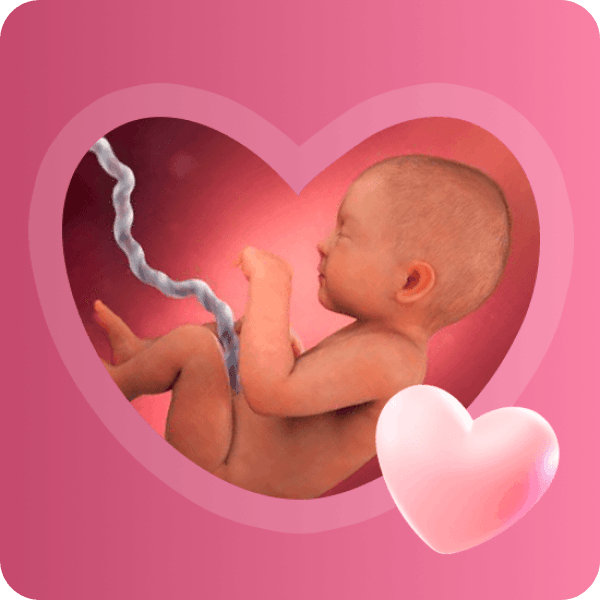 👶 33 неделя беременности в Краснодаре | Размер плода и развитие иммунитета